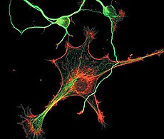 颗粒神经元和神经胶质细胞混合细胞群细胞骨架的共聚焦显微图。 颗粒神经元和神经胶质细胞混合细胞群细胞骨架的共聚焦显微图。
