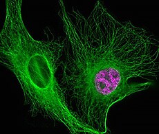 使用 Alexa Fluor 488 抗小鼠二抗检测 BPAE 细胞中的 β 微管蛋白。 使用 Alexa Fluor 488 抗小鼠二抗检测 BPAE 细胞中的 β 微管蛋白。