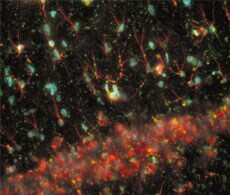 抗兔二抗 抗兔二抗