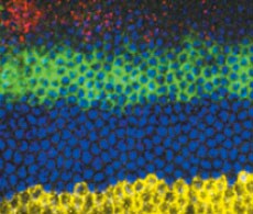 anti-sheep-showcase anti-sheep-showcase