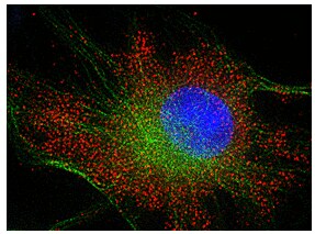 Superclonal™重组二抗 Superclonal™重组二抗