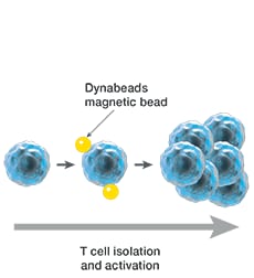 Dynabeads T cell purification Illustration showing T cell capture by Dynabeads magnetic beads