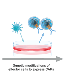 CAR T genetic modification illustration showing CAR T genetic modification
