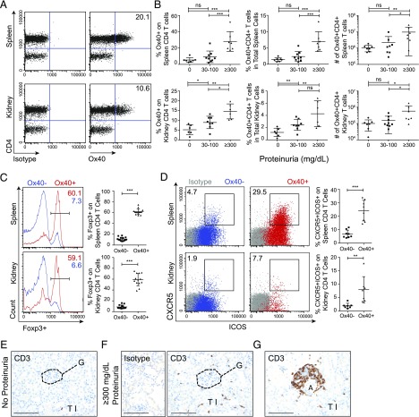 Results from OX40 detection study OX40 detection by flow cytometry and immunohistochemistry on CD4 T cell subsets.