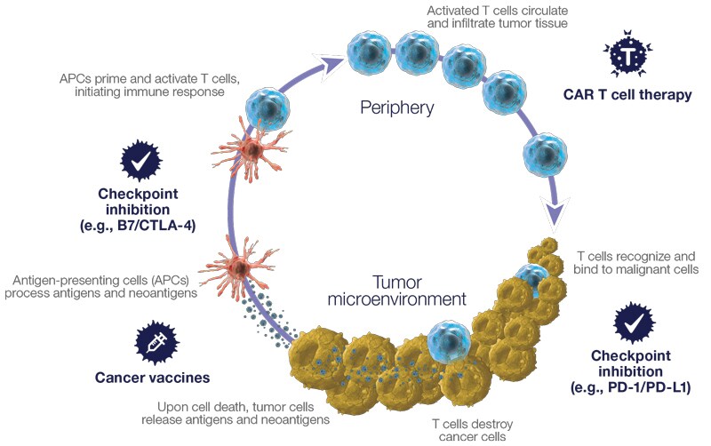 Stages of the adapted cancer-immunity cycle Stages of the adapted cancer-immunity cycle