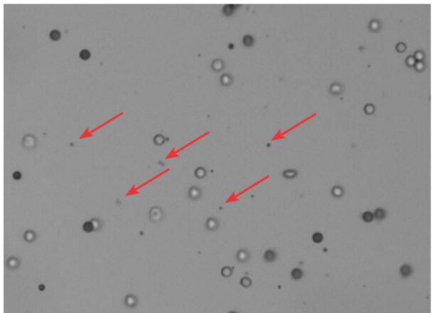 红色箭头表示原代细胞样本中常见的小颗粒及台盼蓝溶液沉淀导致的颗粒 红色箭头表示原代细胞样本中常见的小颗粒及台盼蓝溶液沉淀导致的颗粒