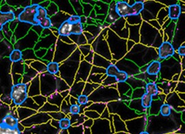 Cell Analysis–Related Research Areas Information Cell Analysis–Related Research Areas Information