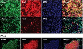 BioProbes article BioProbes article
