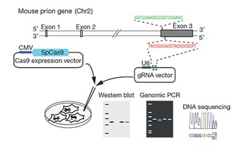 BioProbes article BioProbes article