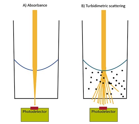 Light intensity in absorbance vs turbidimetric scattering Diagram showing reduced light reaching the detector in both absorbance and turbidimetric assays.