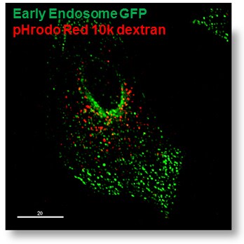 Monitoring endocytosis with fluorescently-labeled dextran Monitoring endocytosis with fluorescently-labeled dextran