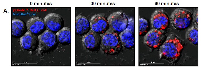 Live-Cell Visualization of Phagocytosis Live-Cell Visualization of Phagocytosis