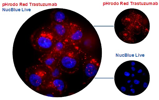 Internalization of amine-conjugated antibodies Internalization of amine-conjugated antibodies