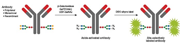 heavy-chain N-linked glycans heavy-chain N-linked glycans
