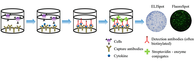 ELISpot and FluoroSpot assays A depiction of the ELISpot or FluoroSpot assay workflow, showing cartoon wells at the molecular level followed by images of successful ELISpot and FluoroSpot assays