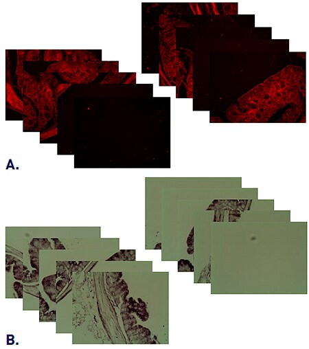 A selection of 10 of the 63 images collected for the image scan. A selection of 10 of the 63 images collected for the image scan.