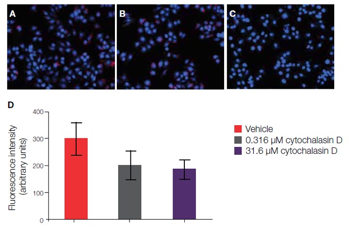 Quantitative analysis of inhibition of phagocytosis in live cells Quantitative analysis of inhibition of phagocytosis in live cells