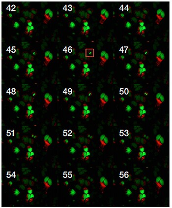 HeLa cell undergoing normal cell division (red box) following transduction with CellLight Histone 2B-GFP (green) and CellLight Mitochondria-RFP (red). HeLa cell undergoing normal cell division (red box) following transduction with CellLight Histone 2B-GFP (green) and CellLight Mitochondria-RFP (red).