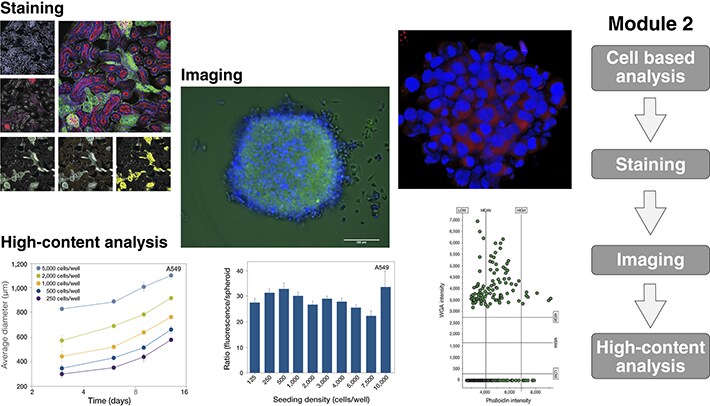 类器官常用成像技术概述图 类器官常用成像技术概述图