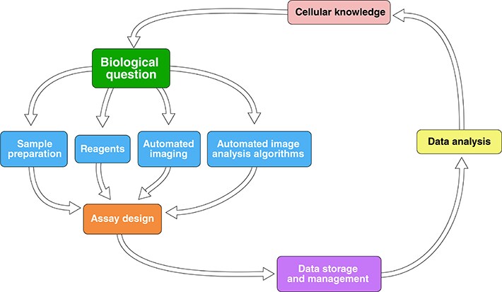 典型的多步骤高含量分析工作流程图 典型的多步骤高含量分析工作流程图
