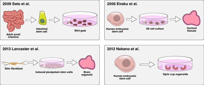四种常见类器官细胞培养方法的图解概述 四种常见类器官细胞培养方法的图解概述