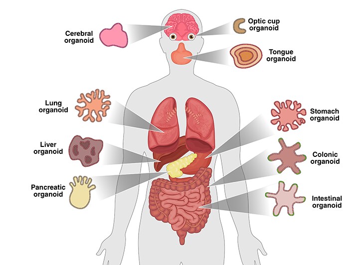 人体 人体的图解,显示器官以及由每个器官产生的类器官