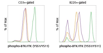 小鼠脾细胞图 小鼠脾细胞图