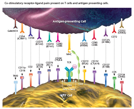 Costimulatory and Inhibitory Interactions Control T Cell Response Costimulatory and Inhibitory Interactions Control T Cell Response