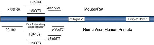 Schematic representation of the Foxp3 protein Schematic representation of the Foxp3 protein