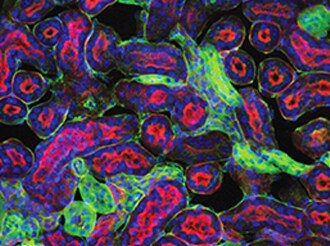 bioprobes-article-2 bioprobes-article-2