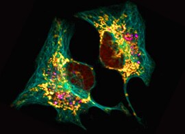 Cell Imaging Information Cell Imaging Information