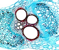 Transmitted Light/Colorimetric Imaging Information Transmitted Light/Colorimetric Imaging Information