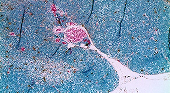 BioProbes article BioProbes article