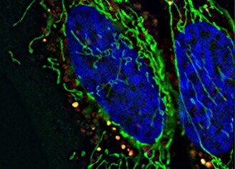 BioProbes article BioProbes article