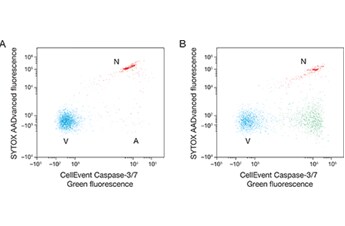 cellevent caspase染色的活细胞、坏死细胞和凋亡细胞的流式散点图 cellevent caspase染色的活细胞、坏死细胞和凋亡细胞的流式散点图