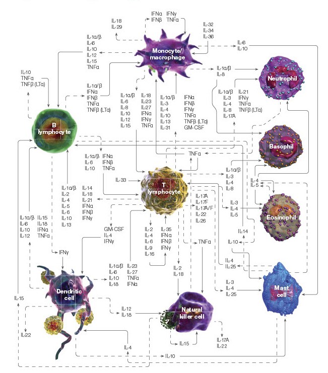 细胞因子风暴:细胞因子信号图像 细胞因子风暴:细胞因子信号图像