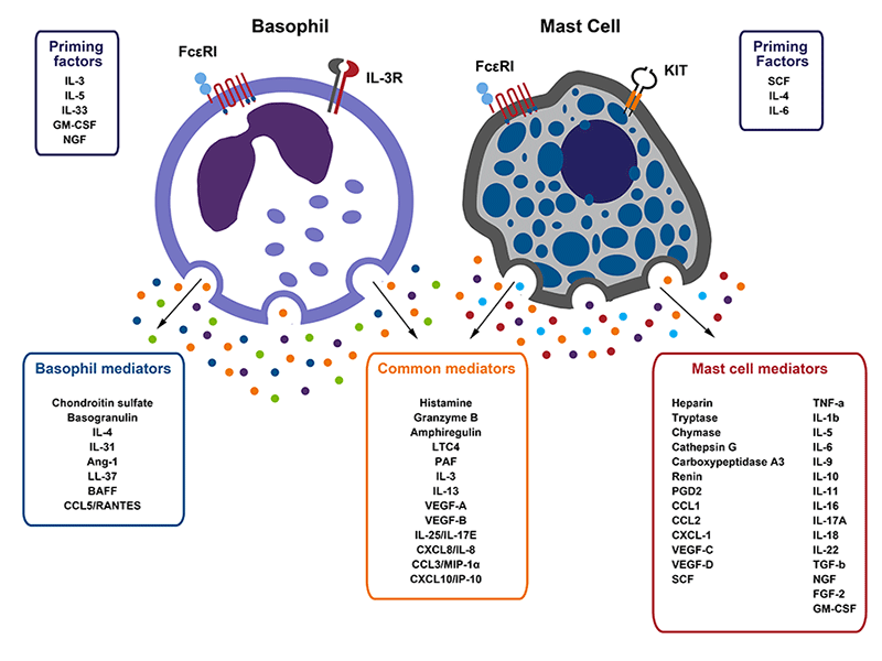 Basophil Overview Thermo Fisher Scientific CN