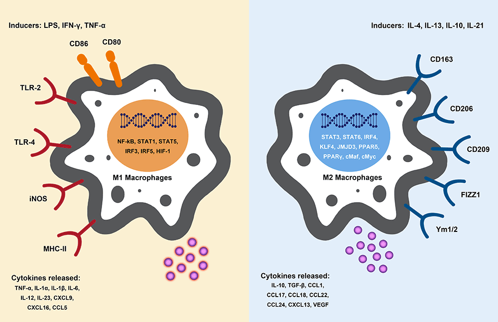 Ebioscience Miltenyi Stemcell Sunjinlab Lgc Lucigen