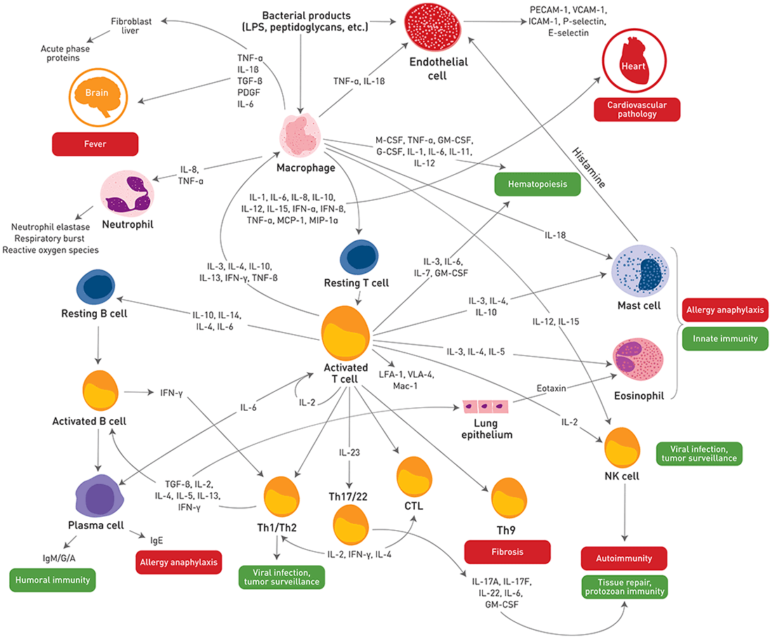 促炎细胞因子概述
