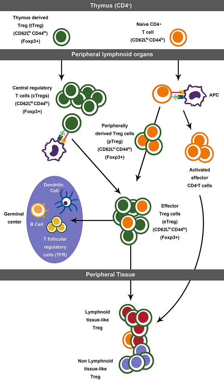 调节性t细胞概述