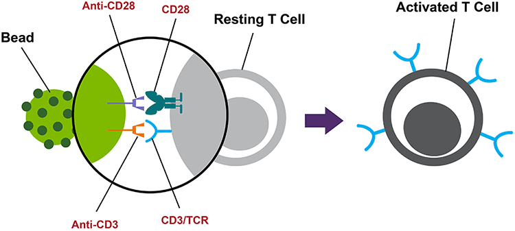 使用抗CD3和CD28抗体体外激活T细胞 使用抗CD3和CD28抗体体外激活T细胞