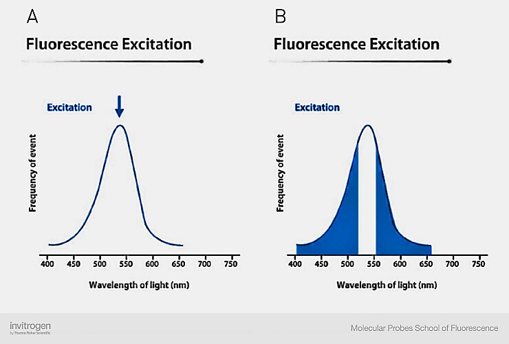 Anatomy of Fluorescence Spectra Thermo Fisher Scientific CN