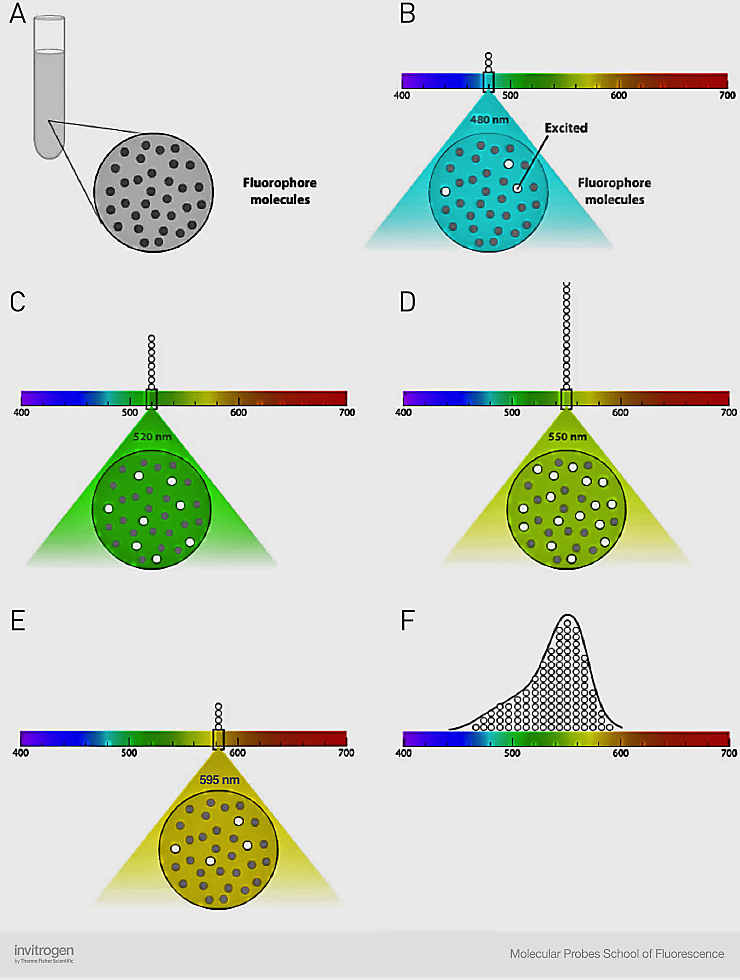 The Light Spectrum and Its Relationship With Fluorescence | Thermo ...