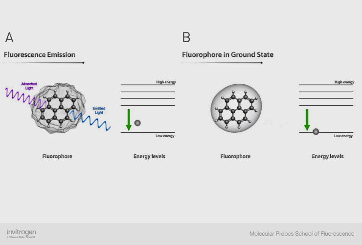 Fluorescence Process | Thermo Fisher Scientific - CN