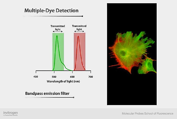 Use of bandpass emission filter for multiple dye detection Use of bandpass emission filter for multiple dye detection