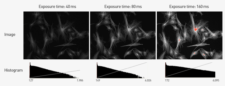 Series of three images from a fluorescence imaging experiment showing how pixel saturation increases with exposure time increases Series of three images from a fluorescence imaging experiment showing how pixel saturation increases with exposure time increases