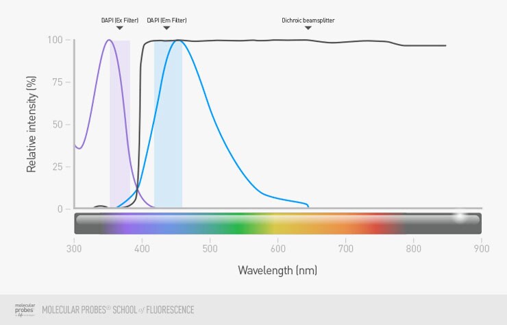 range of wavelengths range of wavelengths