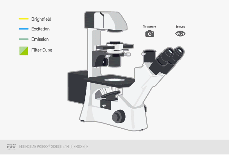 epifluorescence microscopes epifluorescence microscopes
