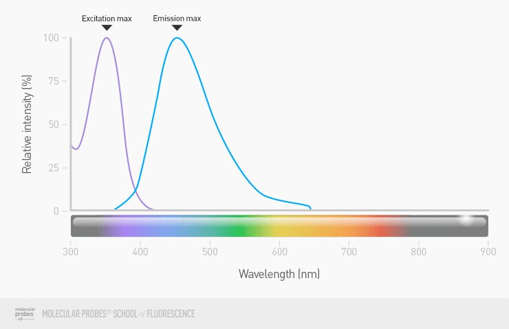 range of wavelengths that can be used to excite a given fluorophore and the resulting range of wavelengths of light that comprise the emission from that fluorophore, with peak wavelengths for excitation and emission marked range of wavelengths that can be used to excite a given fluorophore and the resulting range of wavelengths of light that comprise the emission from that fluorophore, with peak wavelengths for excitation and emission marked