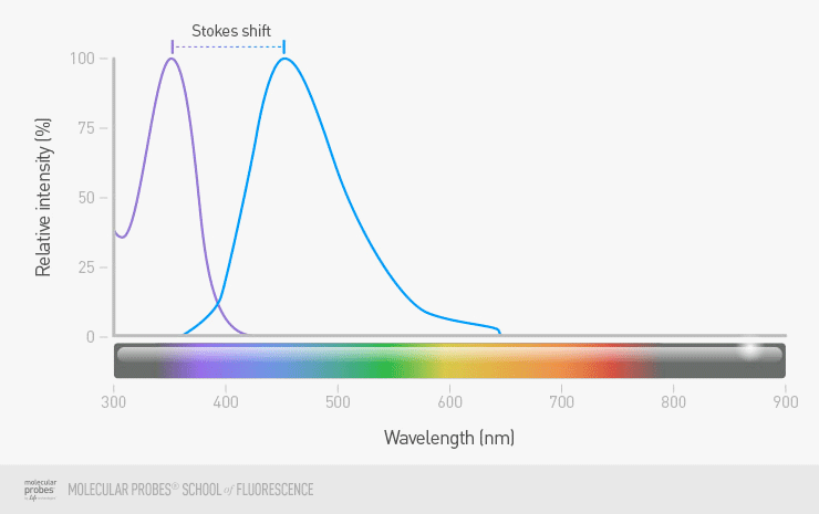 nimated graph that shifts back and forth between the excitation and emission peaks of a fluorophore with large Stokes shift and one with a small Stokes shift nimated graph that shifts back and forth between the excitation and emission peaks of a fluorophore with large Stokes shift and one with a small Stokes shift
